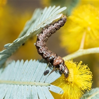 Lepidoptera unclassified IMMATURE (caterpillar or pupa or cocoon) at Higgins, ACT - 26 Aug 2025 by AlisonMilton