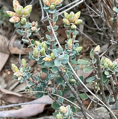 Brachyloma daphnoides (Daphne Heath) at Acton, ACT - 24 Aug 2025 by Jennybach