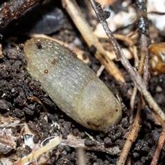 Arion intermedius (Hedgehog Slug) at Higgins, ACT - 26 Aug 2025 by AlisonMilton