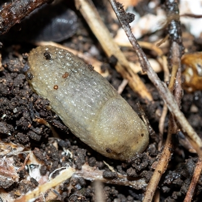 Arion intermedius (Hedgehog Slug) at Higgins, ACT - 26 Aug 2025 by AlisonMilton
