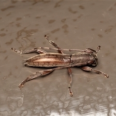 Mesolita pascoei (Longhorn beetle) at Acton, ACT - 26 Aug 2025 by Roger