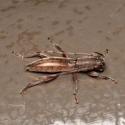 Mesolita pascoei (Longhorn beetle) at Acton, ACT - 26 Aug 2025 by Roger