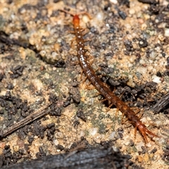 Scolopendromorpha (order) at Higgins, ACT - 26 Aug 2025 by AlisonMilton