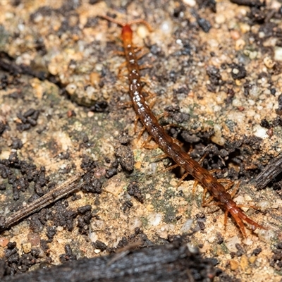 Scolopendromorpha (order) at Higgins, ACT - 26 Aug 2025 by AlisonMilton