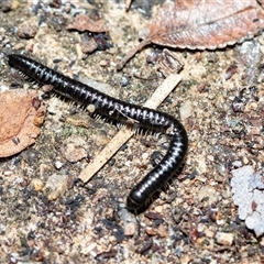 Paradoxosomatidae sp. (family) at Higgins, ACT - 26 Aug 2025 by AlisonMilton
