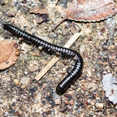 Paradoxosomatidae sp. (family) at Higgins, ACT - 26 Aug 2025 by AlisonMilton