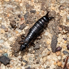 Anisolabididae (family) (Unidentified wingless earwig) at Higgins, ACT - 26 Aug 2025 by AlisonMilton