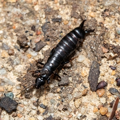 Anisolabididae (family) (Unidentified wingless earwig) at Higgins, ACT - 26 Aug 2025 by AlisonMilton