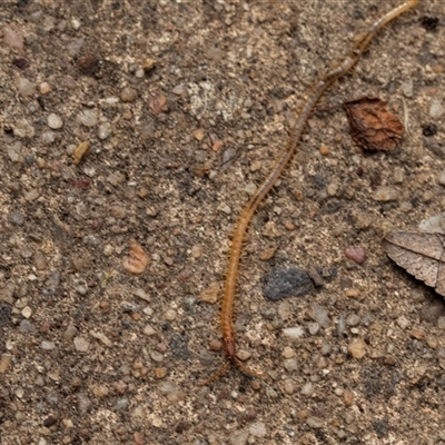 Scolopendromorpha (order) at Higgins, ACT - 26 Aug 2025 by AlisonMilton