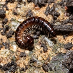 Paradoxosomatidae sp. (family) at Higgins, ACT - 26 Aug 2025 by AlisonMilton