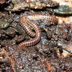Unverified Millipede (Diplopoda) at Higgins, ACT - 26 Aug 2025 by AlisonMilton