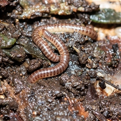 Unverified Millipede (Diplopoda) at Higgins, ACT - 26 Aug 2025 by AlisonMilton