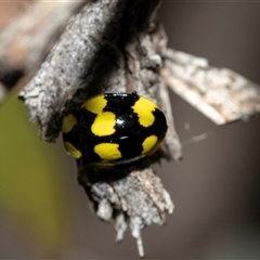 Illeis galbula (Fungus-eating Ladybird) at Higgins, ACT - 25 Aug 2025 by AlisonMilton