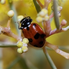 Hippodamia variegata (Spotted Amber Ladybird) at Holt, ACT - 25 Aug 2025 by AlisonMilton