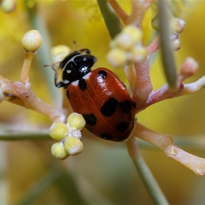 Hippodamia variegata (Spotted Amber Ladybird) at Holt, ACT - 25 Aug 2025 by AlisonMilton