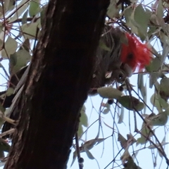 Callocephalon fimbriatum (Gang-gang Cockatoo) at Aranda, ACT - 26 Aug 2025 by lbradley
