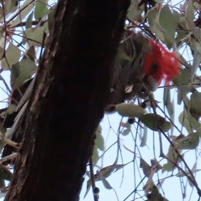Callocephalon fimbriatum (Gang-gang Cockatoo) at Aranda, ACT - 26 Aug 2025 by lbradley