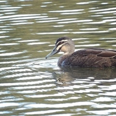 Anas superciliosa (Pacific Black Duck) at Isabella Plains, ACT - 25 Aug 2025 by MatthewFrawley