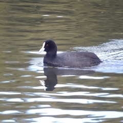 Fulica atra (Eurasian Coot) at Isabella Plains, ACT - 25 Aug 2025 by MatthewFrawley