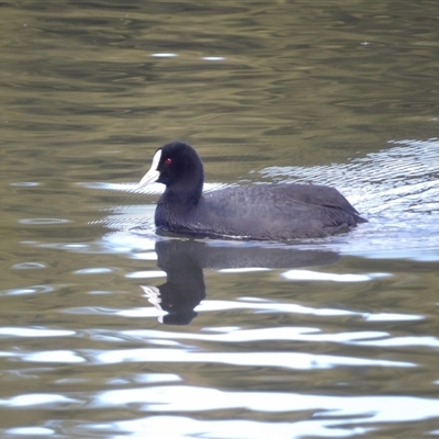 Fulica atra (Eurasian Coot) at Isabella Plains, ACT - 25 Aug 2025 by MatthewFrawley