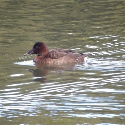 Aythya australis (Hardhead) at Isabella Plains, ACT - 25 Aug 2025 by MatthewFrawley