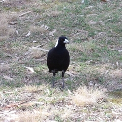 Gymnorhina tibicen (Australian Magpie) at Isabella Plains, ACT - 25 Aug 2025 by MatthewFrawley