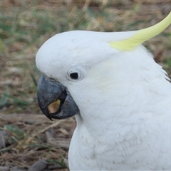 Cacatua galerita (Sulphur-crested Cockatoo) at Isabella Plains, ACT - 25 Aug 2025 by MatthewFrawley