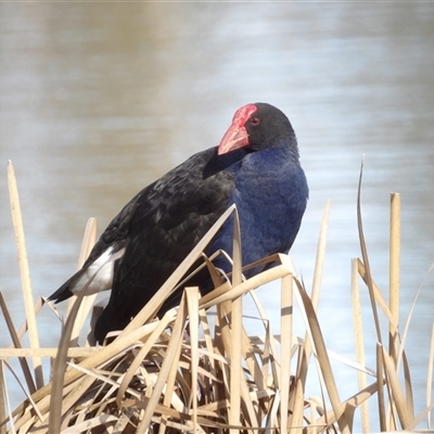 Porphyrio melanotus (Australasian Swamphen) at Isabella Plains, ACT - 25 Aug 2025 by MatthewFrawley