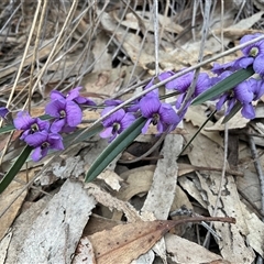 Hovea heterophylla (Common Hovea) at Yarralumla, ACT - 24 Aug 2025 by Jennybach