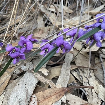 Hovea heterophylla (Common Hovea) at Yarralumla, ACT - 24 Aug 2025 by Jennybach