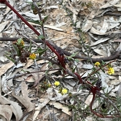 Acacia gunnii (Ploughshare Wattle) at Acton, ACT - 24 Aug 2025 by Jennybach