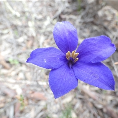 Cheiranthera linearis (Finger Flower) at Ballyroe, NSW - 11 Nov 2018 by TwoRivers