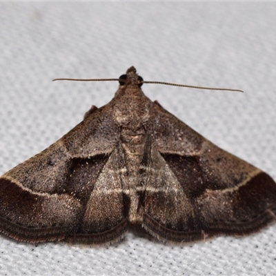 Gauna aegusalis (Pyraline moth) at  - suppressed by DianneClarke