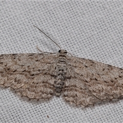 Phelotis cognata (Long-fringed Bark Moth) at Jerrabomberra, NSW - 26 Aug 2025 by DianneClarke