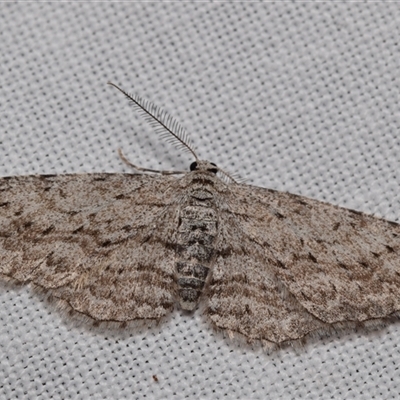 Phelotis cognata (Long-fringed Bark Moth) at Jerrabomberra, NSW - 26 Aug 2025 by DianneClarke