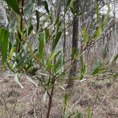 Dodonaea viscosa subsp. cuneata (Wedge-leaved Hop Bush) at Aranda, ACT - 24 Aug 2025 by Jennybach