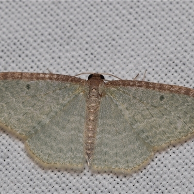 Poecilasthena pulchraria (Australian Cranberry Moth) at  - suppressed by DianneClarke