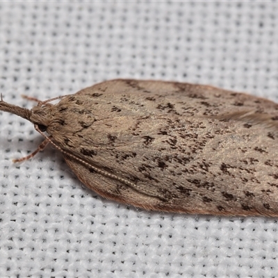 Enchocrates picrophylla (DEPRESSARIIDAE) at  - suppressed by DianneClarke
