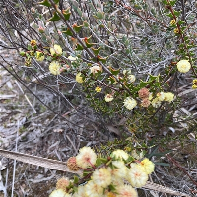 Acacia gunnii (Ploughshare Wattle) at Aranda, ACT - 24 Aug 2025 by Jennybach