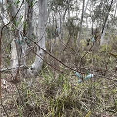 Indigofera australis subsp. australis (Australian Indigo) at Aranda, ACT - 24 Aug 2025 by Jennybach