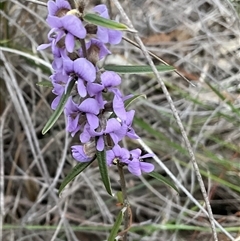 Hovea heterophylla (Common Hovea) at Yarralumla, ACT - 24 Aug 2025 by Jennybach