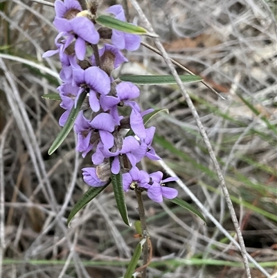 Hovea heterophylla (Common Hovea) at Yarralumla, ACT - 24 Aug 2025 by Jennybach