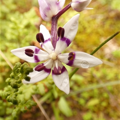 Unverified Other Wildflower or Herb at Ballyroe, NSW - 12 Oct 2018 by TwoRivers