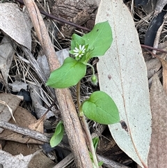 Stellaria media (Common Chickweed) at Yarralumla, ACT - 24 Aug 2025 by Jennybach