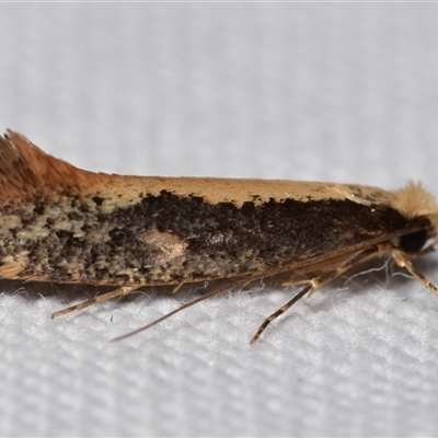 Monopis crocicapitella (Bird Nest Moth) at Jerrabomberra, NSW - 26 Aug 2025 by DianneClarke