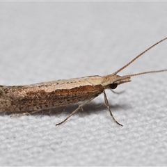 Plutella xylostella (Diamondback Moth) at Jerrabomberra, NSW - 26 Aug 2025 by DianneClarke