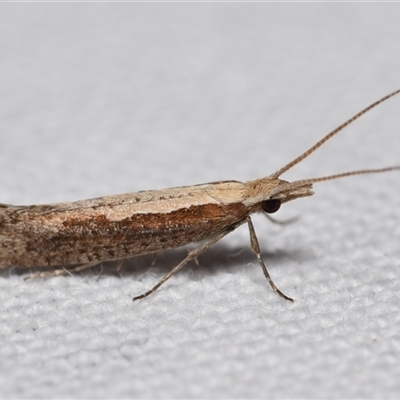 Plutella xylostella (Diamondback Moth) at Jerrabomberra, NSW - 26 Aug 2025 by DianneClarke