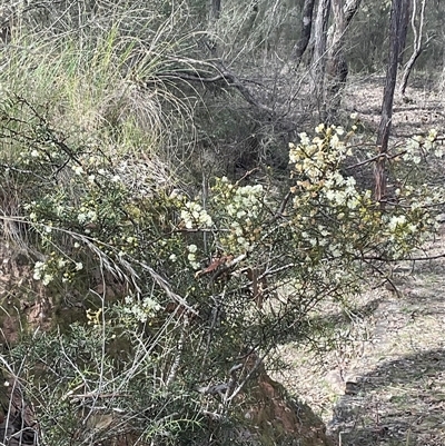 Acacia genistifolia (Early Wattle) at Yarralumla, ACT - 24 Aug 2025 by Jennybach