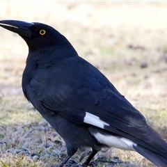 Strepera graculina (Pied Currawong) at Bullocks Flat, NSW - 25 Aug 2025 by jb2602
