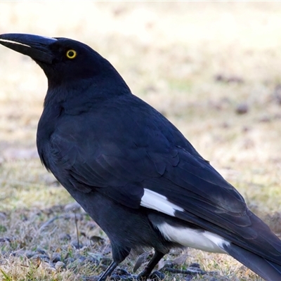 Strepera graculina (Pied Currawong) at Bullocks Flat, NSW - 25 Aug 2025 by jb2602